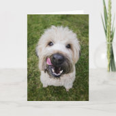 Funny Dog Birthday Card Karte (Vorderseite)