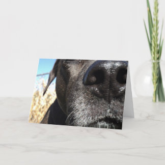 Funny Dog birthday Karte