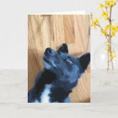 Funny Dog Face Laying Down Black And White Dog Karte (Gelbe Blume)