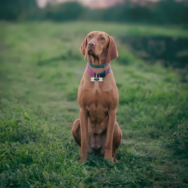 Funny Dog Guardian Humanity Monogram Pet ID Tiermarke (Von Creator hochgeladen)