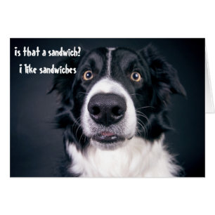 Funny Dog Hunger wie Sandwiches Border Collie