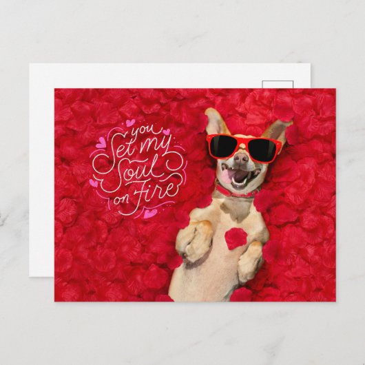 Funny Dog in Rote Rose Petals Happy Valentine's Postkarte (Vorne/Hinten)