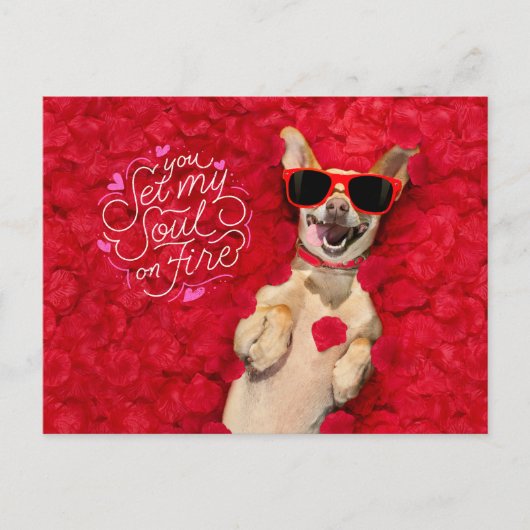 Funny Dog in Rote Rose Petals Happy Valentine's Postkarte (Vorderseite)