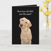 Funny Dog/Labrador Geburtstag Karte (Gelbe Blume)