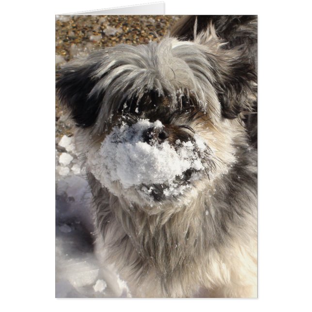 Funny Dog mit Schnee auf der Nase (Vorne)