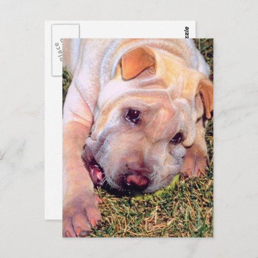 Funny Dog Postkarte (Vorne/Hinten)