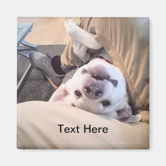 Funny Dog wird nicht zu einem komischen Foto Magnet (Vorne)