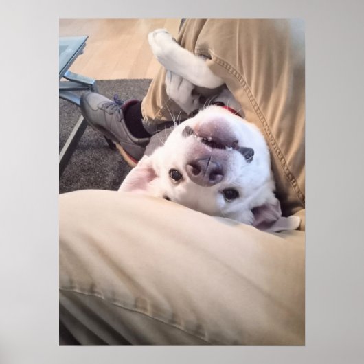 Funny Dog wird nicht zu einem komischen Foto Poster (Vorne)