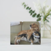 Funny Dogs Cuddling Niedlich Golden Retriever Corg Postkarte (Stehend Vorderseite)