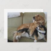 Funny Dogs Cuddling Niedlich Golden Retriever Corg Postkarte (Vorne/Hinten)