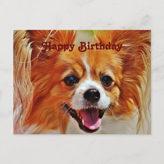 Funny Dogs Happy Birthday Postkarte (Vorderseite)