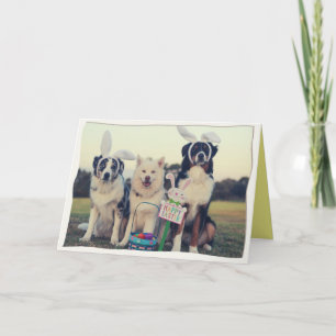 Funny Dogs Happy Oaster Card Dankeskarte