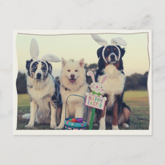 Funny Dogs Happy Oaster Postcard Postkarte (Vorderseite)