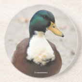 Funny Domestic Mallard Duclair Bibbed Odd Duck Getränkeuntersetzer (Vorne)