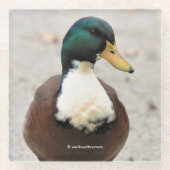 Funny Domestic Mallard Duclair Bibbed Odd Duck Glasuntersetzer (Vorderseite)
