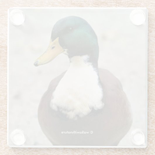 Funny Domestic Mallard Duclair Bibbed Odd Duck Glasuntersetzer (Rückseite)