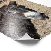 Funny Donkey Fotodruck (Ecke)