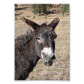 Funny Donkey Fotodruck (Vorne)