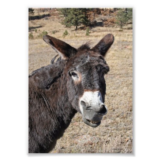 Funny Donkey Fotodruck (Vorne)