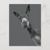 Funny Donkey Grayscale Portrait Kunst, Dichtung un Postkarte (Vorderseite)