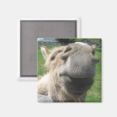 Funny Donkey Nah hoch Magnet (Vorderseite/Rückseite)