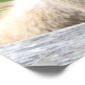 Funny Donkey Nah hoch Poster (Ecke)