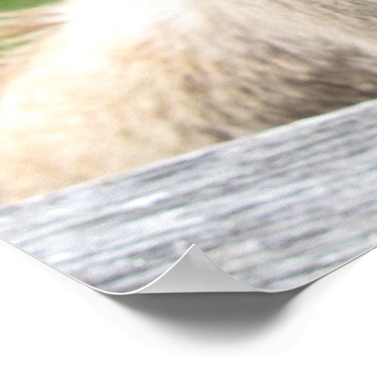 Funny Donkey Nah hoch Poster (Ecke)