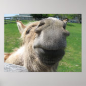 Funny Donkey Nah hoch Poster (Vorne)