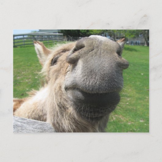 Funny Donkey Nah hoch Postkarte (Vorderseite)