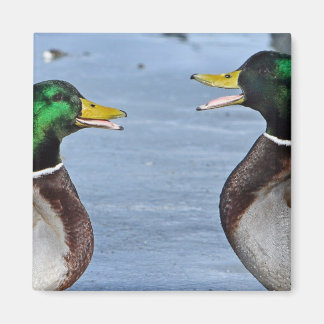 Funny Ducks Magnet