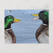 Funny Ducks Postkarte (Vorderseite)