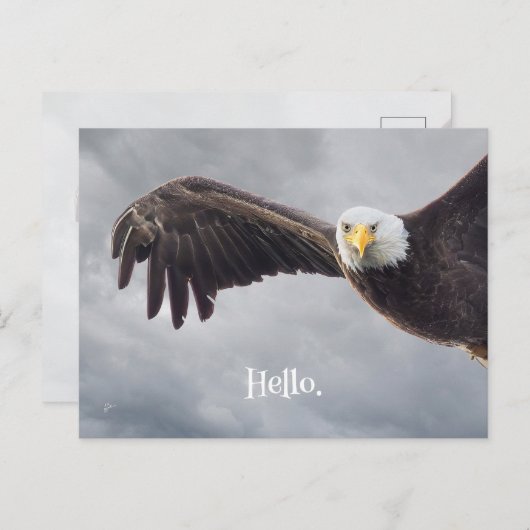 Funny Eagle Hello Jeder Anlass Blank Postkarte (Vorne/Hinten)