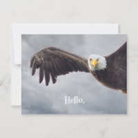Funny Eagle Hello Jeder Anlass Blank