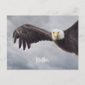 Funny Eagle Hello Jeder Anlass Blank Postkarte (Vorderseite)