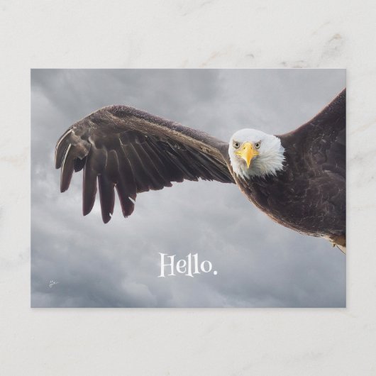 Funny Eagle Hello Jeder Anlass Blank Postkarte (Vorderseite)