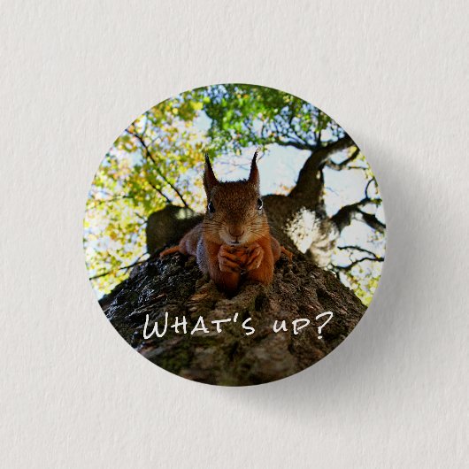 Funny Eichhörnchen Niedlicher Tiere Hallo da Button (Vorderseite)