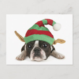 Funny Elf Postcard Feiertagspostkarte