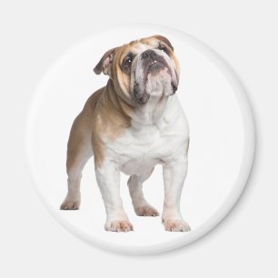 Funny English Bulldog Mom Cute Puppy Dog Magnet