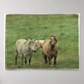 Funny Equines Poster (Vorne)