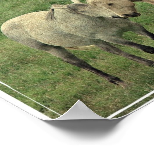 Funny Equines Poster (Ecke)