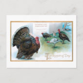 Funny Erntedank Truthähne Lesen Proklamation Postkarte (Vorderseite)