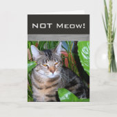 Funny Expression " Not Meow" Cat Note Card Karte (Vorderseite)