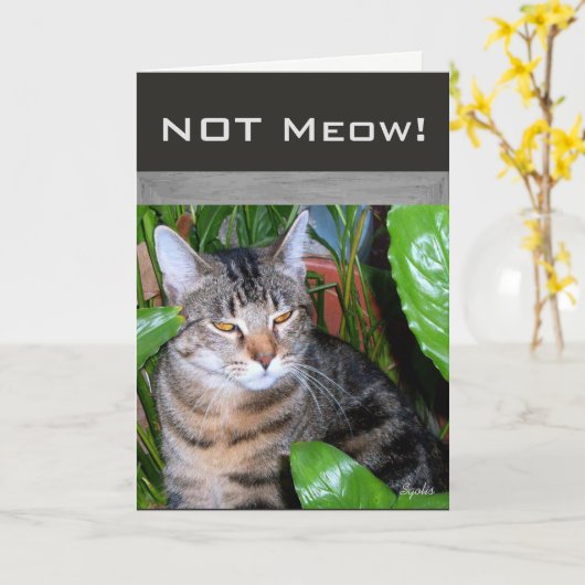 Funny Expression " Not Meow" Cat Note Card Karte (Gelbe Blume)