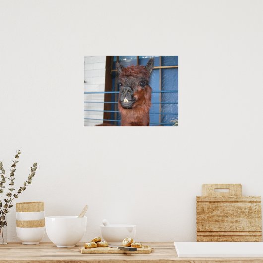 Funny Face Llama Poster (Küche)