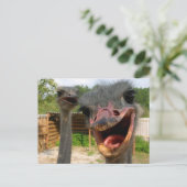 Funny Face Ostrich Couple Foto Postkarte (Stehend Vorderseite)