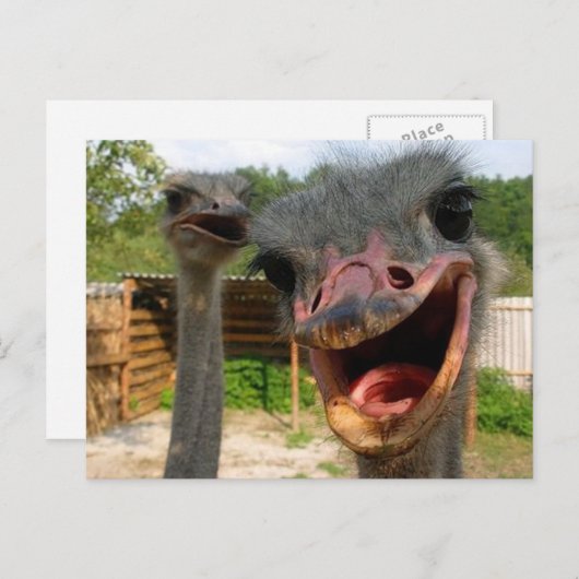 Funny Face Ostrich Couple Foto Postkarte (Vorne/Hinten)