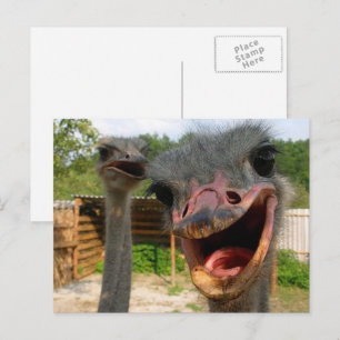 Funny Face Ostrich Couple Foto Postkarte