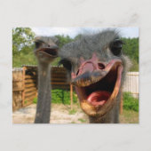 Funny Face Ostrich Couple Foto Postkarte (Vorderseite)