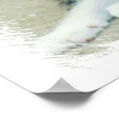 Funny Faced Kittens Poster (Ecke)