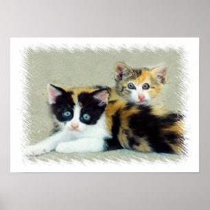 Funny Faced Kittens Poster